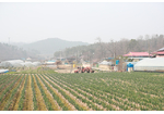 [오가는 길이 하나 설경마을] 겨울엔 눈 구경 봄에는 꽃구경